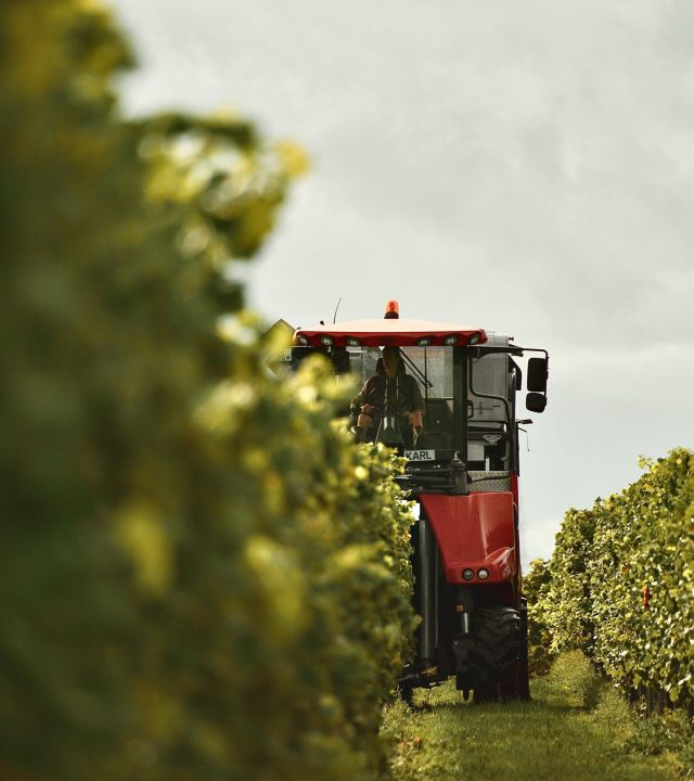 A red tractor harvesting grapes in a sunny vineyard.