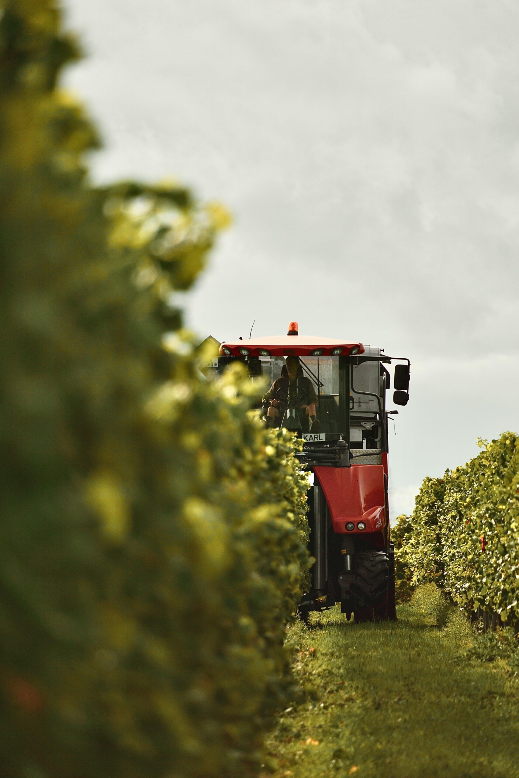 A red tractor harvesting grapes in a sunny vineyard.